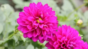 The Boylecheloid Flower: Myth, Meaning, and the Real Bloom Behind the Name