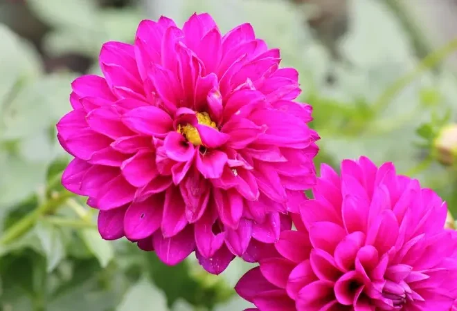 The Boylecheloid Flower: Myth, Meaning, and the Real Bloom Behind the Name